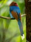 Sri Lanka blue magpie, Sri Lanka, South Asia Art Print